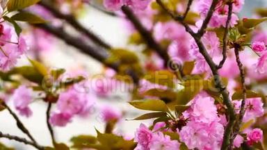 自然视频特写日本樱花在樱花树上是风盛开的春季季节，4K或UHD分辨率